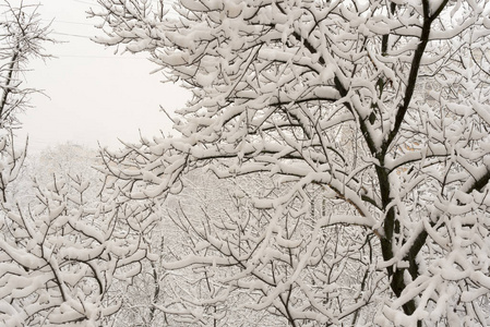 白色的雪躺在城市公园的树枝上，顶着灰色的天空