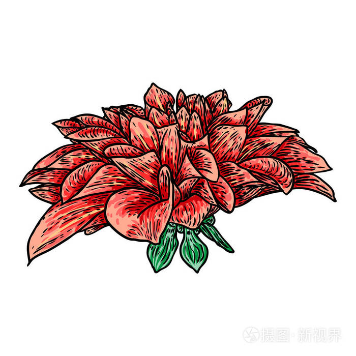 插画 大丽花或紫黄花在彩色绘图,黑线艺术素描在白色背景.矢量.eps