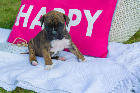 棕色可爱的拳击手小狗坐在一个白色的毯子前面的粉红色枕头与快乐这个词。