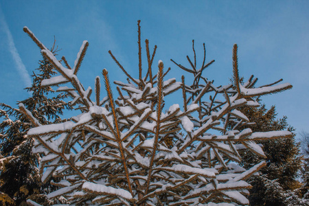 白雪覆盖的松树，德国冬季森林景观