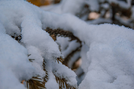 白雪覆盖的松树，德国冬季森林景观