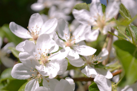 白色苹果花。 美丽的开花苹果树。 春日花开的背景