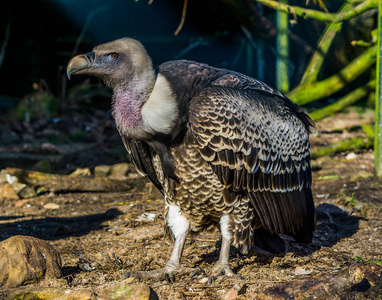 s vulture, tropical and critically endangered griffon from the s