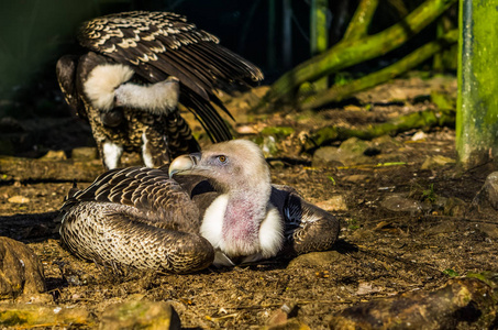 s vulture laying on the ground, tropical griffon from the sahel 