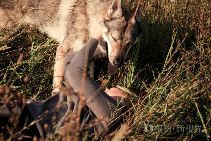 女孩和狼一个女人拥抱一只野狼人与野兽之间的爱