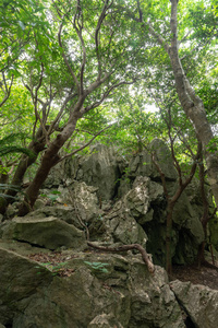 冲绳的大石头和大树