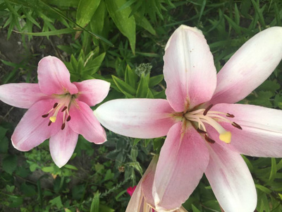 美丽的夏天花白色, 红色和粉红色的百合