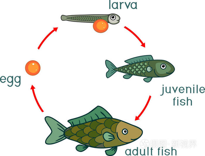 鱼的生长过程 示意图图片
