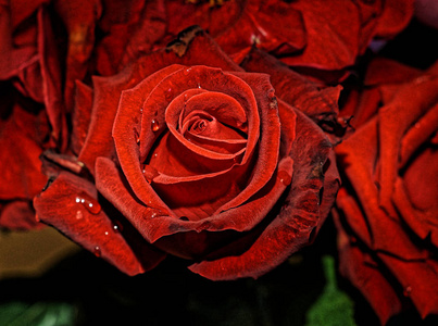 华丽的花新鲜的红色玫瑰在花束
