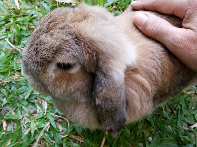 泰国香麦花园家的一只切下来的棕色兔子。