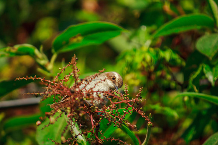 泰国印顿国家公园树木上的Fulvetta鸟
