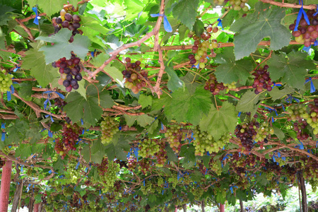 葡萄园中的葡萄品种黑蛋白石