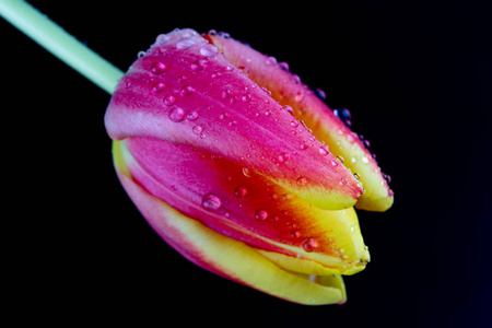 花瓶里一朵美丽的湿郁金香。 水滴在花瓣上，黑暗的背景。