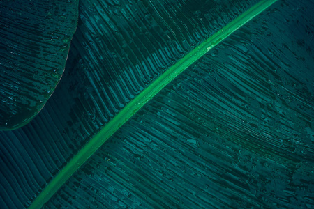 关闭热带叶片在深绿色与雨水滴纹理抽象的自然背景。