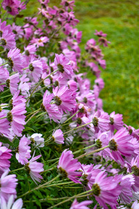 秋风中摇曳的紫菊花