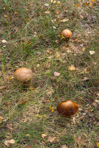 在秋天的森林里，在落叶苔藓和草中生长着几种森林蘑菇棕色的鸭舌帽。在阳光明媚的秋日，在木材中食用蘑菇湾博莱特