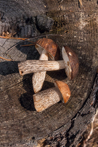 秋天收获惊人的几种食用蘑菇，棕色的头被称为牛肝菌。在阳光充足的秋日木材中，天然木质背景上的群体食用蘑菇棕帽牛肝菌的组成。