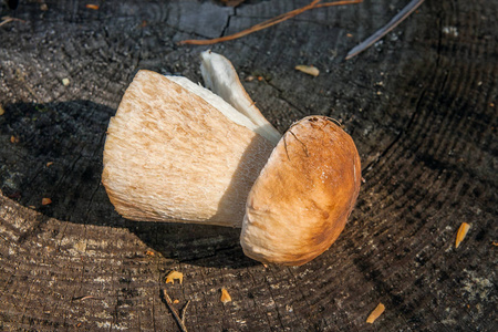 秋天收获的令人惊叹的食用香菇博莱特国王被称为鲍奇尼蘑菇。在天然木质背景上的单个食用蘑菇cep，pennybun，porci