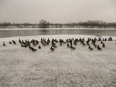 一群鸭子沿着湖边的城市公园的雪地长廊散步