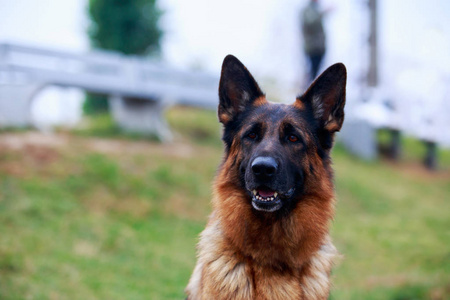 德国牧羊犬的狗种肖像特写