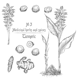 将姜黄的根生命和花用黑色在白色背景上分离出来。复古复古平面设计。植物学素描，雕刻风格..矢量图。