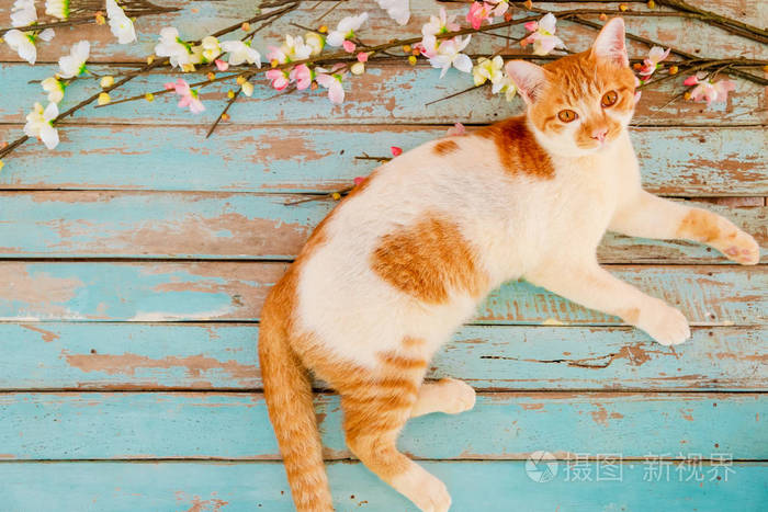 有樱花的猫在老式的木制背景上。复古色彩色调春季或夏季背景的概念花
