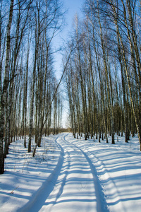 森林里的雪和路