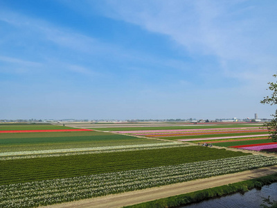 盛开的郁金香田野的春天全景。 荷兰。