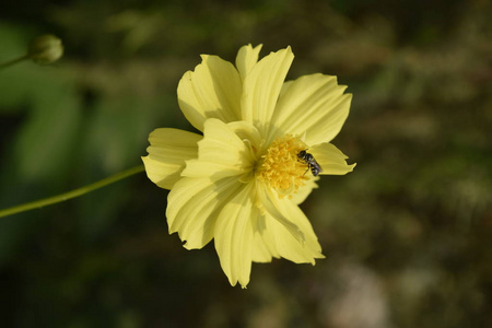 关闭花园里黄色开花植物。