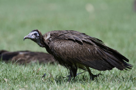 戴帽子的秃鹫在冈比亚的自然栖息地。