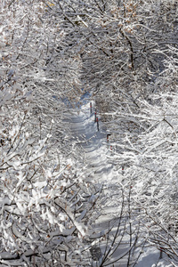 大雪后树枝上的雪花边