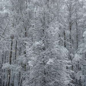 大雪后树枝上的雪花边