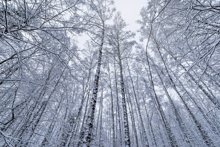 冬天阳光空气白冻的白桦树森林针叶林模式在雪中年轻的白桦树在冬天