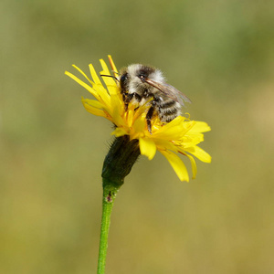 大黄蜂坐在黄蒲公英的花朵上，靠近