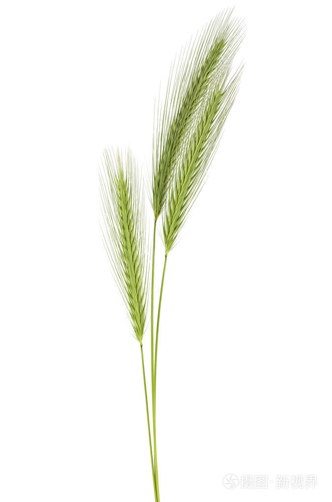 白色背景上分离的绿色小穗