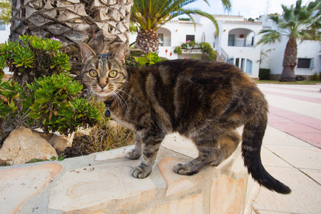 在大街上的猫图片