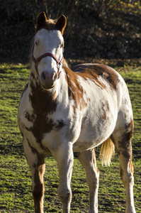 意大利利古里亚布拉格利亚高原草地上的马