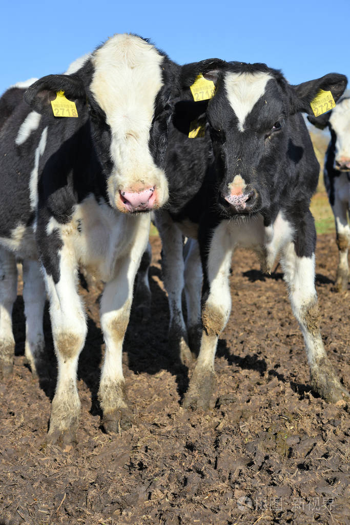乌克兰卡鲁什2018年10月31日:在卡鲁什市附近的一个奶牛场里饲养牲畜