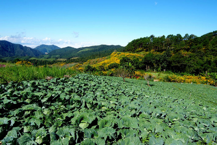 农业种植园新鲜绿色卷心菜