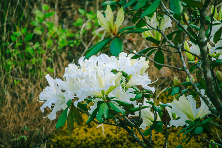 杜鹃花是印农国家公园毛杜鹃属开花植物的科名。