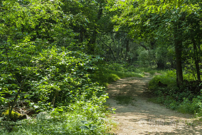 土道弯曲穿过树林在trustom池塘国家野生动物避难所