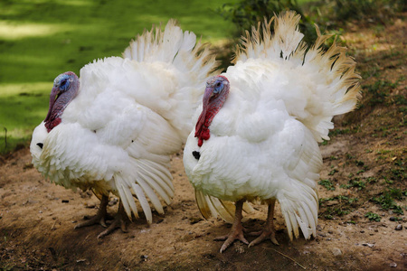 草地上的一对野生白色火鸡(梅勒格里斯·格洛帕沃).
