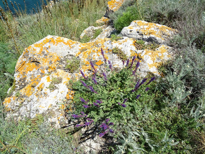 生长在石头上的野紫花