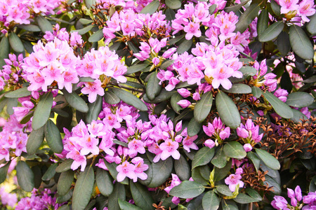 杜鹃花植物芬芳，美丽的花朵盛开在春天的公园里。