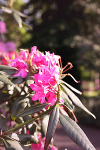 杜鹃花植物芬芳，美丽的花朵盛开在春天的公园里。