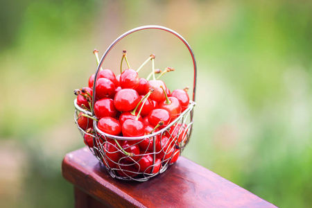 樱桃在户外木制栏杆上的小金属篮子里。 农村夏季成熟新鲜有机甜樱桃。