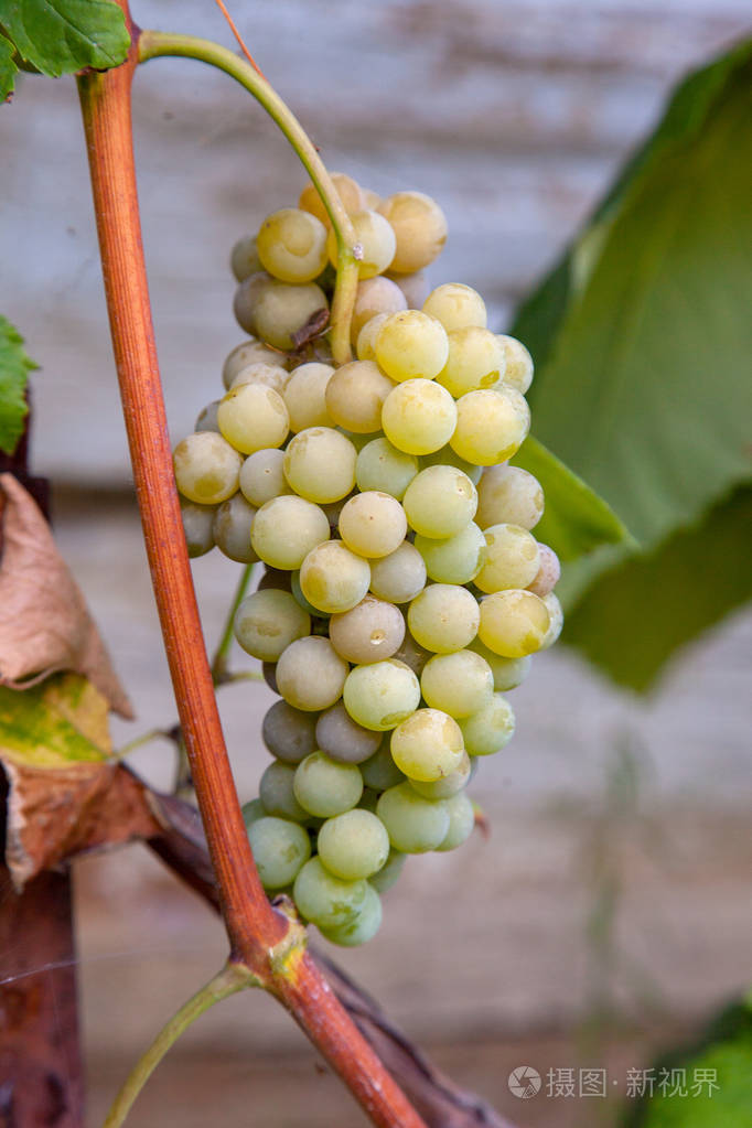 新鲜的,成熟的,多汁的,粉红色的麝香葡萄,在葡萄园的树枝上裂开