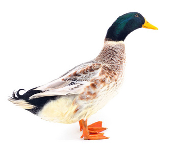 一只棕色鸭子在白色背景上分离出来。