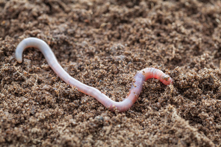 蚯蚓在土壤中图片