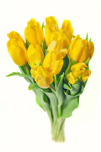 在白色背景上分离的黄色郁金香的花束。情人节和母亲日背景。国际妇女日